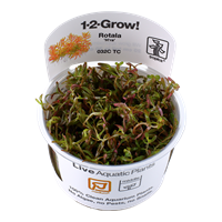 Tropica 1-2-GROW -Rotala 'Vietnam H'ra' - theplantguy