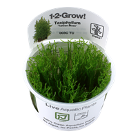 Tropica 1-2-GROW- Taxiphyllum 'Taiwan moss' - theplantguy