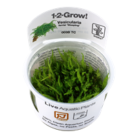 Tropica 1-2-GROW- Weeping moss Vesicularia ferriei - theplantguy
