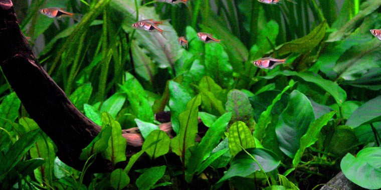 Tropica 1-2 Grow- Cryptocoryne wendtii 'Green' - theplantguy