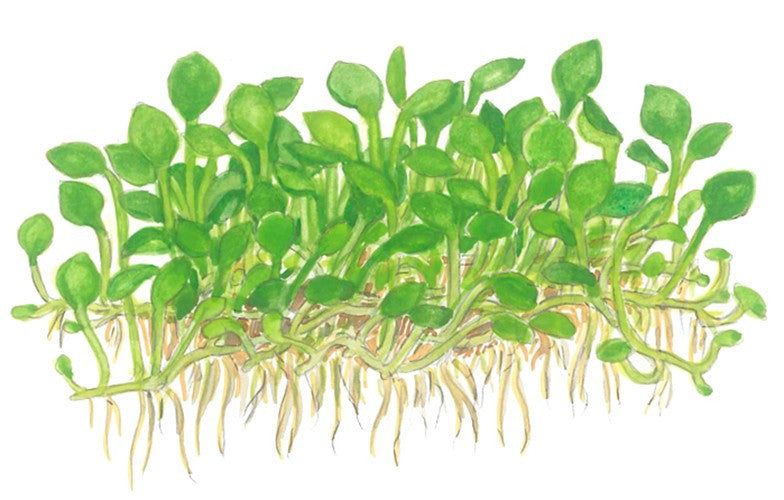 Tropica 1-2-GROW -Marsilea crenata - theplantguy