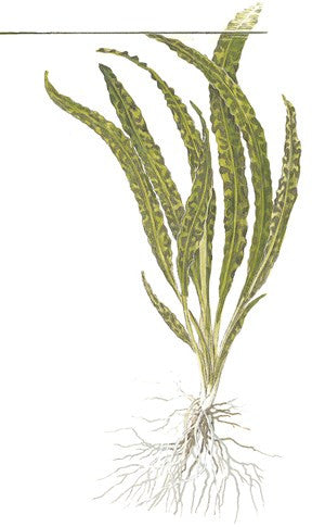 Tropica 1-2-GROW - Cryptocoryne crispatula - theplantguy