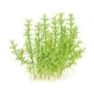 Tropica 1-2-GROW - Gratiola viscidula - theplantguy