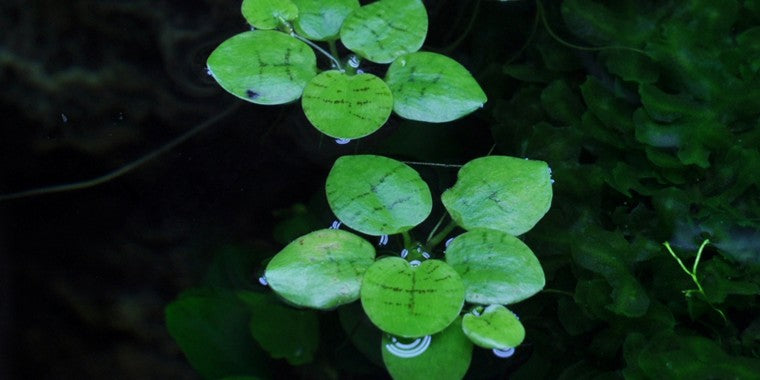 Tropica 1-2-GROW - Limnobium laevigatum - theplantguy