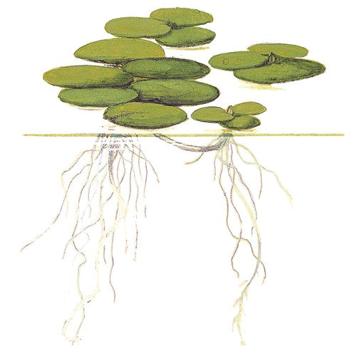 Tropica 1-2-GROW - Limnobium laevigatum - theplantguy