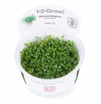 Tropica 1-2-GROW -Glossostigma elatinoides - theplantguy
