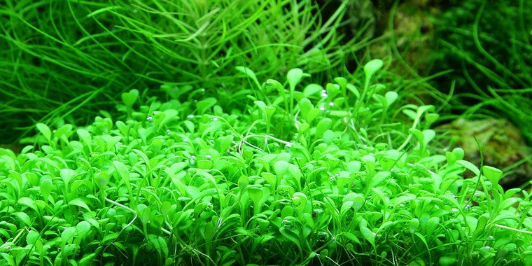 Tropica 1-2-GROW -Glossostigma elatinoides - theplantguy