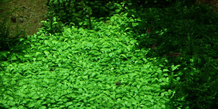 Tropica 1-2-GROW -Glossostigma elatinoides - theplantguy