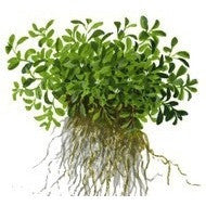 Tropica 1-2-GROW -Glossostigma elatinoides - theplantguy