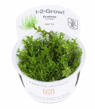 Tropica 1-2-GROW - Gratiola viscidula - theplantguy