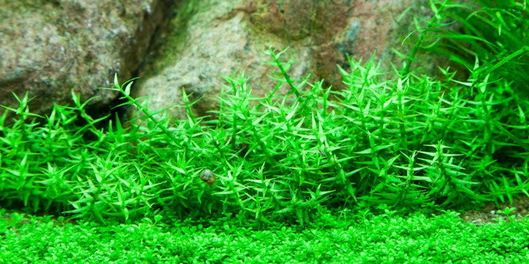 Tropica 1-2-GROW - Gratiola viscidula - theplantguy