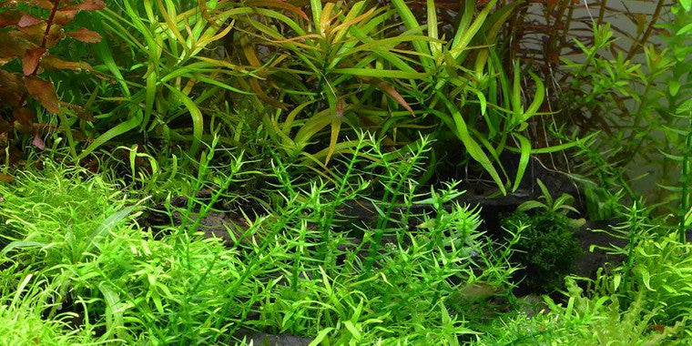 Tropica 1-2-GROW - Gratiola viscidula - theplantguy
