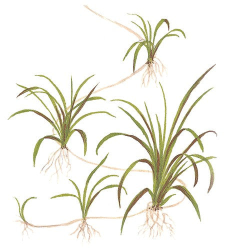 Tropica 1-2-GROW -Helanthium tenellus 'Green' - theplantguy