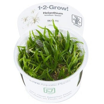 Tropica 1-2-GROW -Helanthium tenellus 'Green' - theplantguy