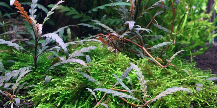 Tropica 1-2 Grow- Hygrophila pinnatifida - theplantguy