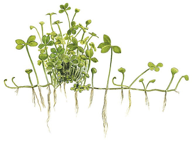 Tropica 1-2-GROW -Marsilea hirsuta - theplantguy
