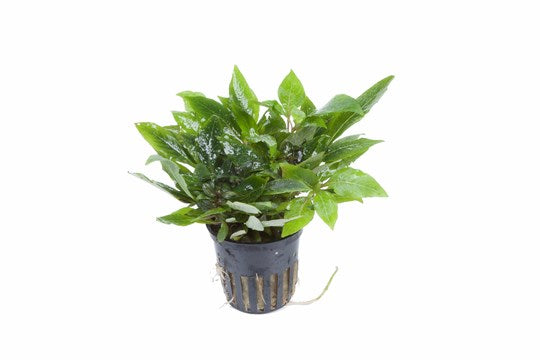 TROPICA- Hygrophila 'Compact' - theplantguy