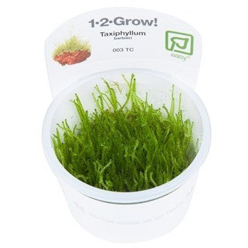 Tropica 1-2-GROW- Taxiphyllum barbieri (Java moss) - theplantguy