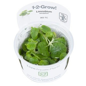 Tropica 1-2-GROW - Limnobium laevigatum - theplantguy