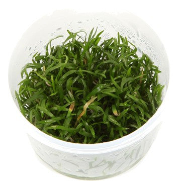 Tropica 1-2-GROW- Lilaeopsis brasiliensis - theplantguy