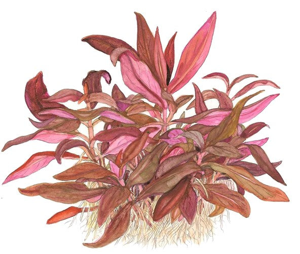 Tropica 1-2 Grow- Alternanthera reineckii 'Mini' - theplantguy