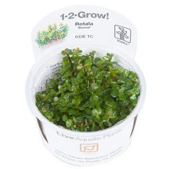 Tropica 1-2-GROW-Rotala 'Bonsai' - theplantguy