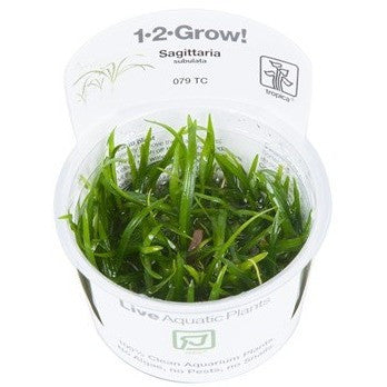 Tropica 1-2-GROW-Sagittaria subulata - theplantguy
