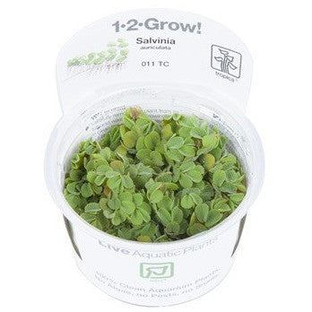 Tropica 1-2-GROW-Salvinia auriculata - theplantguy