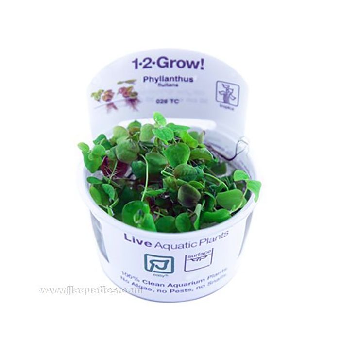 Tropica 1-2 Grow PHYLLANTHUS FLUITANS