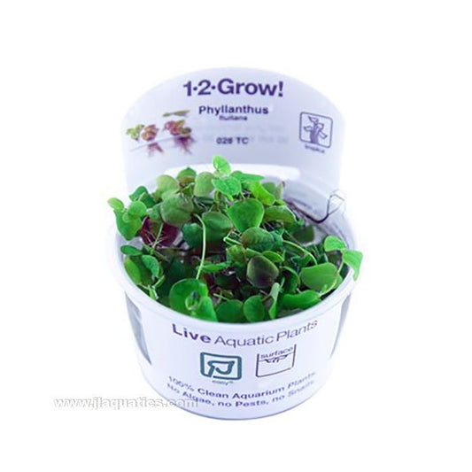Tropica 1-2 Grow PHYLLANTHUS FLUITANS