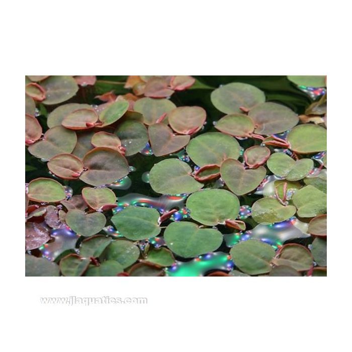 Tropica 1-2 Grow PHYLLANTHUS FLUITANS