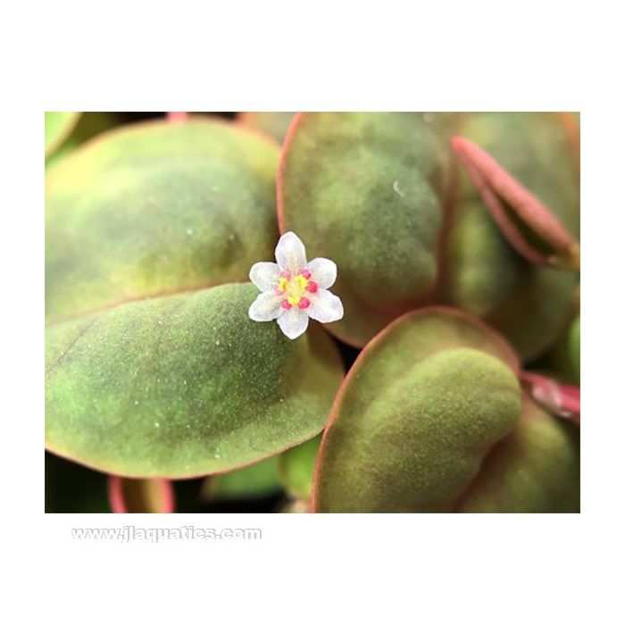 Tropica 1-2 Grow PHYLLANTHUS FLUITANS