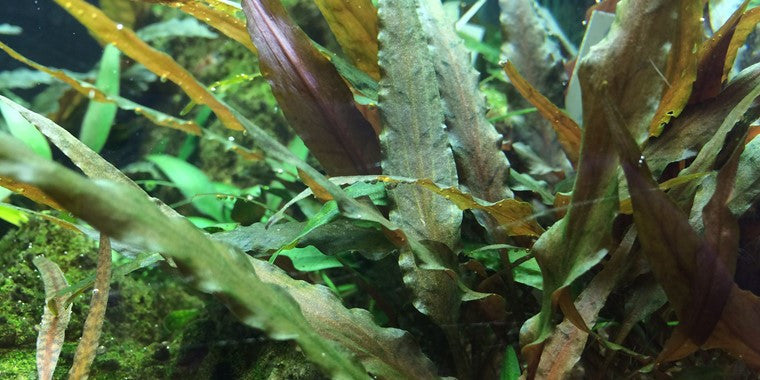 Tropica 1-2-GROW - Cryptocoryne undulatus 'Red' - theplantguy