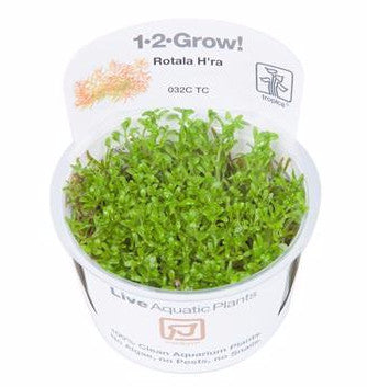Tropica 1-2-GROW -Rotala 'Vietnam H'ra' - theplantguy