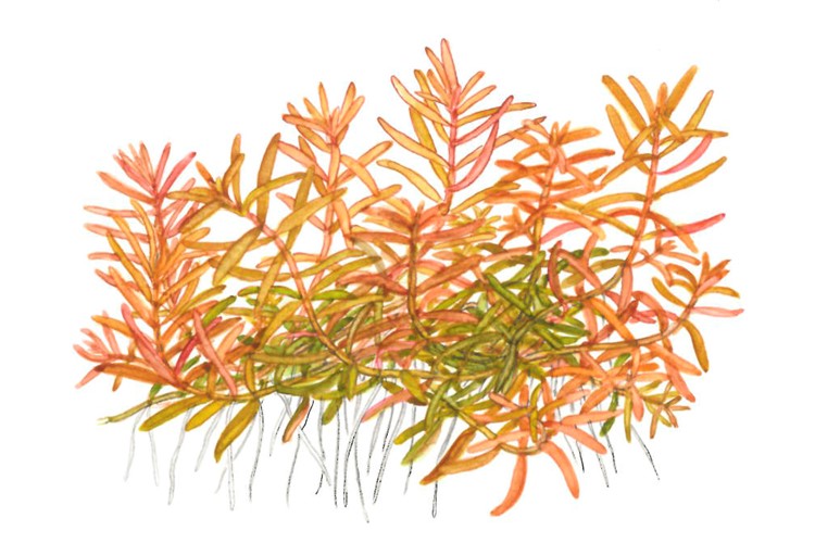 Tropica 1-2-GROW -Rotala 'Vietnam H'ra' - theplantguy