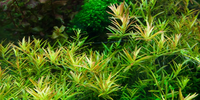 Tropica 1-2-GROW -Rotala 'Vietnam H'ra' - theplantguy