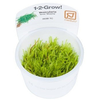 Tropica 1-2-GROW- Weeping moss Vesicularia ferriei - theplantguy