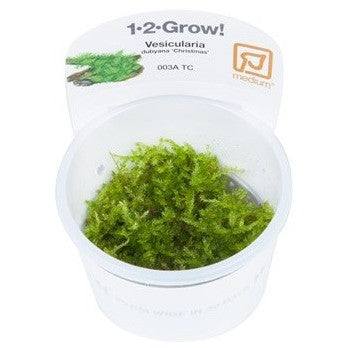 Tropica 1-2-GROW- Vesicularia dubyana 'Christmas' - theplantguy