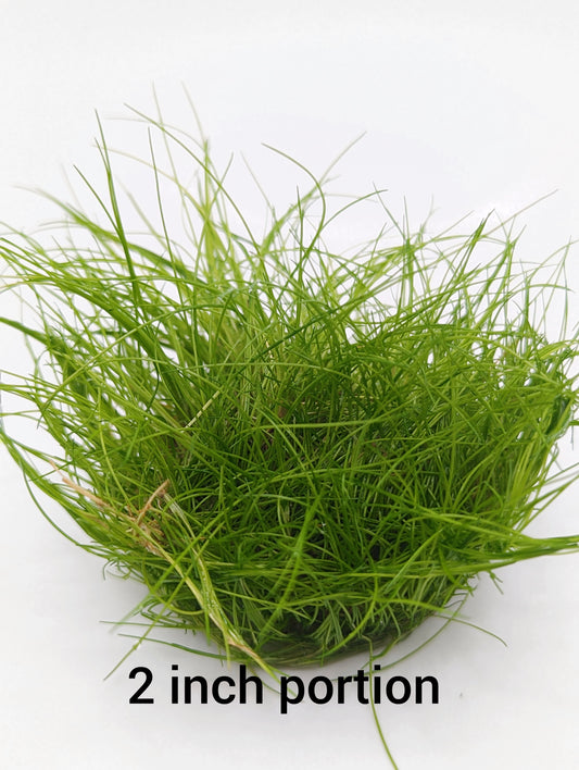 Discover Canada's Sole Producer of Tissue Culture Aquatic Plants