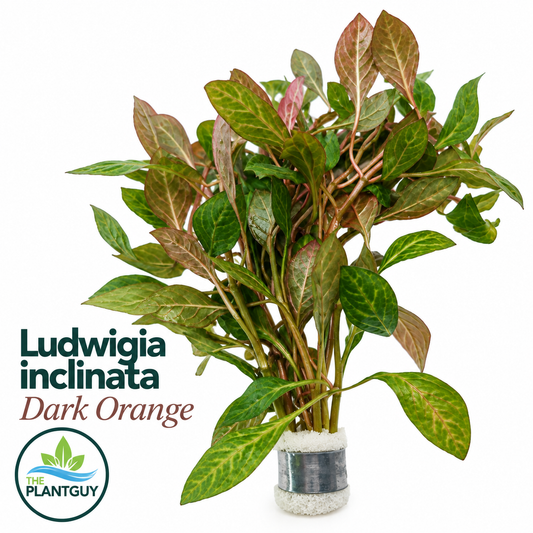 Ludwigia sp. 'dark orange'