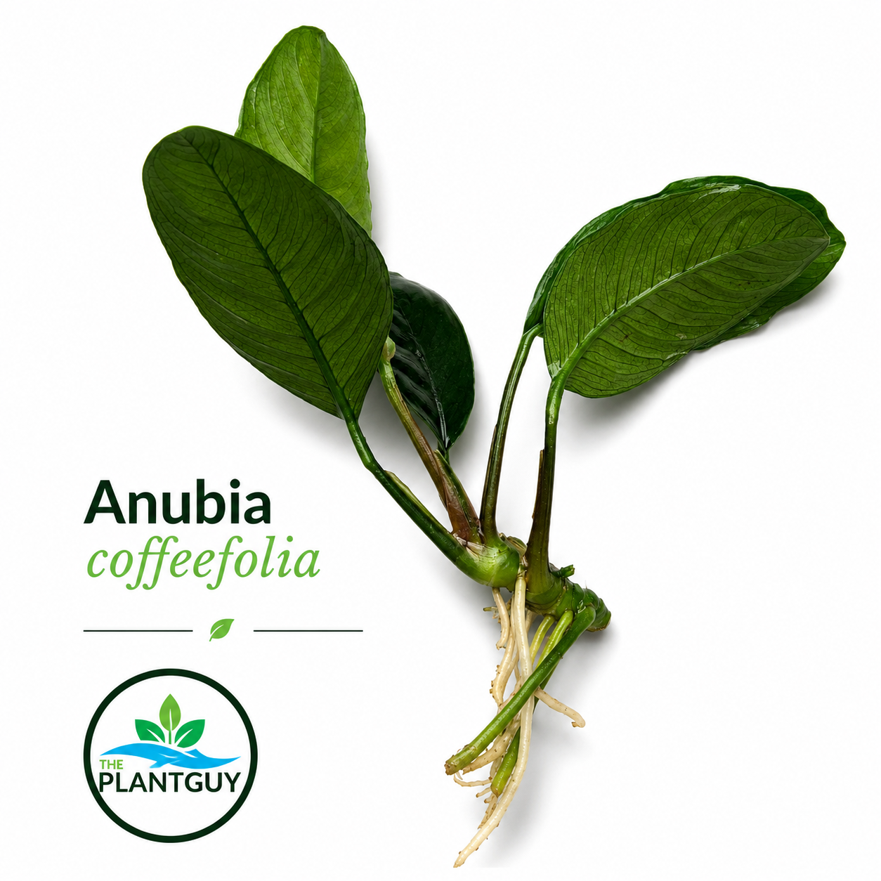Anubia barteri 'coffeefolia'