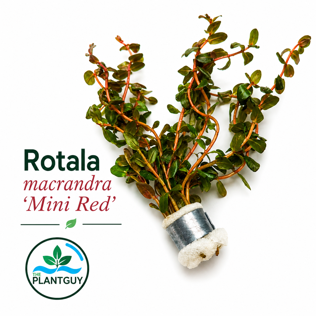 Rotala macrandra mini red