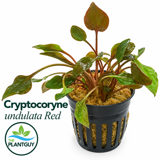 Cryptocoryne undulatus red