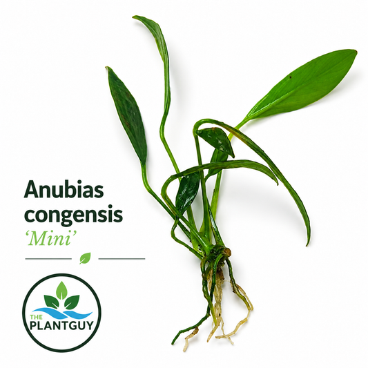 Anubias congensis 'mini'