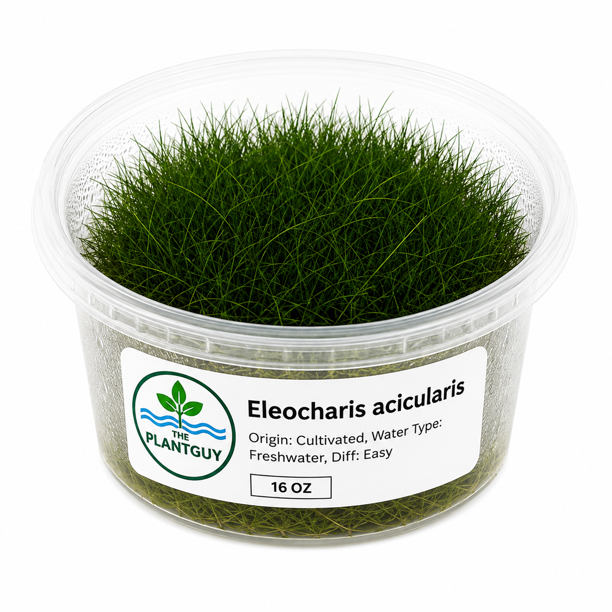 Eleocharis acicularis- Tissue Culture (tub)