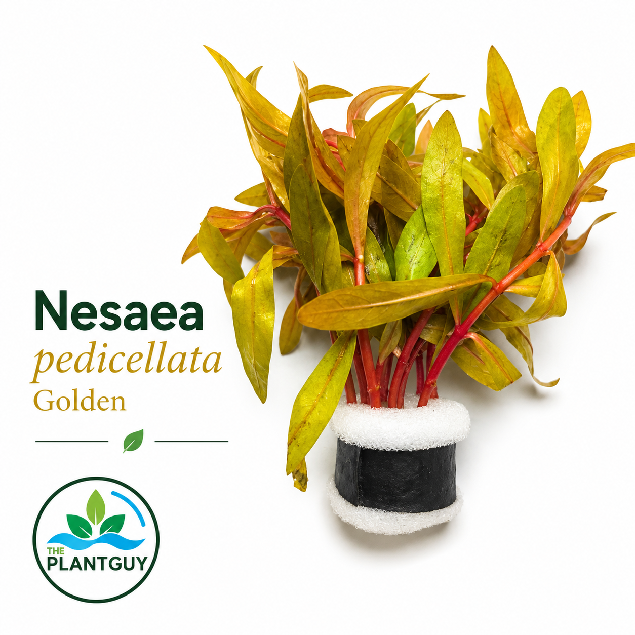 Nesaea Pedicellata Golden