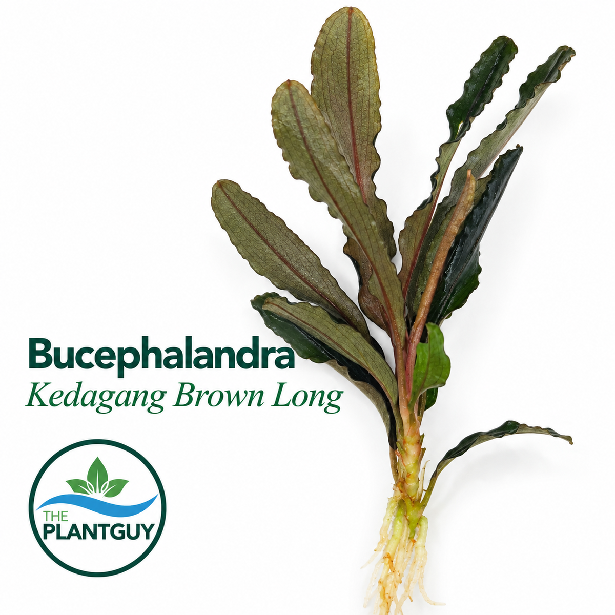 Bucephalandra kedagang brown long (one rhizome per order)