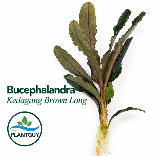 Bucephalandra kedagang brown long (one rhizome per order)