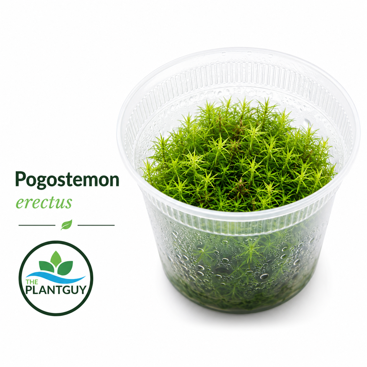 Pogostemon erectus- Tissue Culture (12 ounce tub)