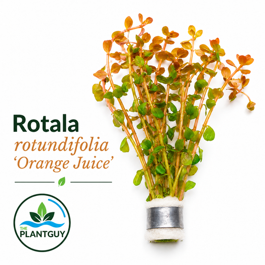 Rotala rotundifolia orange juice